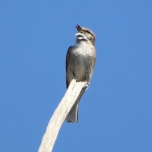 Microeca fascinans at Paddys River, ACT - 29 Oct 2019 02:38 PM