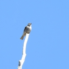 Microeca fascinans at Paddys River, ACT - 29 Oct 2019