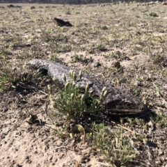 Tiliqua rugosa (Shingleback Lizard) at Sutton, ACT - 30 Oct 2019 by JasonC