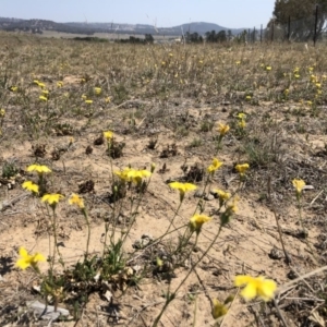 Goodenia pinnatifida at Jerrabomberra, NSW - 1 Nov 2019 11:31 AM