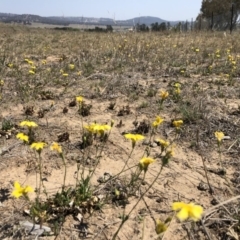 Goodenia pinnatifida (Scrambled Eggs) at Jerrabomberra, NSW - 1 Nov 2019 by JasonC