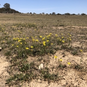 Goodenia pinnatifida at Sutton, ACT - 31 Oct 2019 09:50 AM