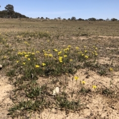 Goodenia pinnatifida (Scrambled Eggs) at Sutton, ACT - 30 Oct 2019 by JasonC