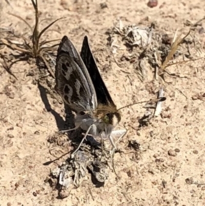 Synemon plana (Golden Sun Moth) at QPRC LGA - 1 Nov 2019 by JasonC