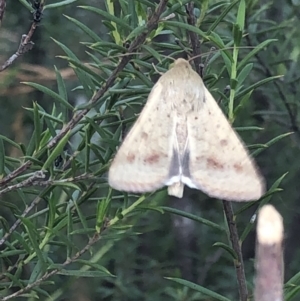 Helicoverpa punctigera at Aranda, ACT - 1 Nov 2019