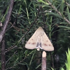 Helicoverpa punctigera at Aranda, ACT - 1 Nov 2019