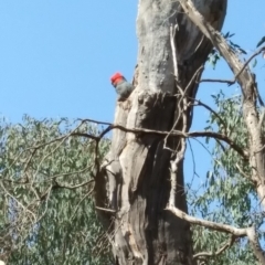 Callocephalon fimbriatum (Gang-gang Cockatoo) at Red Hill, ACT - 31 Oct 2019 by Henja