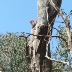 Callocephalon fimbriatum (Gang-gang Cockatoo) at GG149 - 31 Oct 2019 by HelenJ