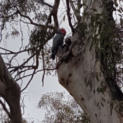 Callocephalon fimbriatum (Gang-gang Cockatoo) at Hackett, ACT - 11 Oct 2019 by becjane99