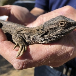 Pogona barbata at Illilanga & Baroona - 30 Sep 2019