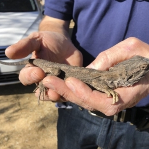 Pogona barbata at Illilanga & Baroona - 30 Sep 2019