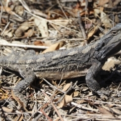 Pogona barbata (Eastern Bearded Dragon) at Illilanga & Baroona - 18 Oct 2019 by Illilanga