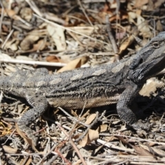 Pogona barbata (Eastern Bearded Dragon) at Michelago, NSW - 18 Oct 2019 by Illilanga