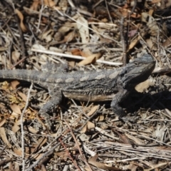 Pogona barbata at Illilanga & Baroona - 18 Oct 2019