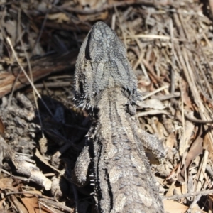 Pogona barbata at Illilanga & Baroona - 18 Oct 2019