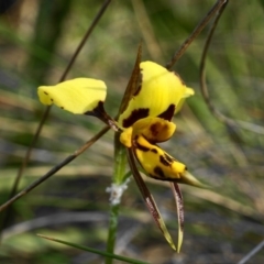 Diuris sulphurea (Tiger Orchid) at Acton, ACT - 1 Nov 2019 by shoko