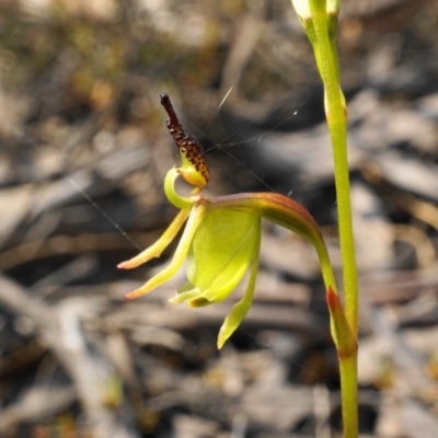 Caleana minor (Small Duck Orchid) at Black Mountain - 1 Nov 2019 by shoko