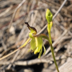 Caleana minor at Aranda, ACT - suppressed