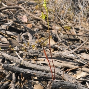 Caleana minor at Aranda, ACT - suppressed