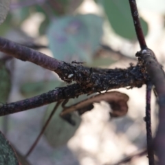 Papyrius nitidus (Shining Coconut Ant) at Red Hill, ACT - 1 Nov 2019 by JackyF
