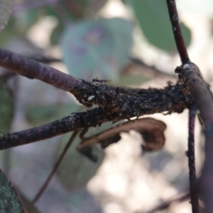 Papyrius nitidus at Red Hill, ACT - 1 Nov 2019