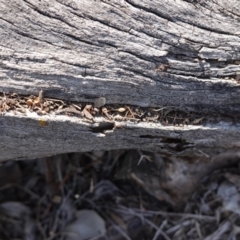 Papyrius nitidus at Red Hill, ACT - 1 Nov 2019