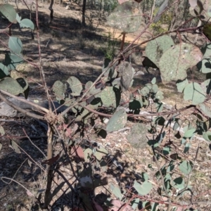 Papyrius nitidus at Red Hill, ACT - 1 Nov 2019