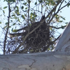 Strepera graculina (Pied Currawong) at Red Hill, ACT - 1 Nov 2019 by JackyF