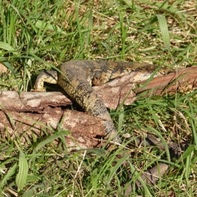 Tiliqua scincoides scincoides (Eastern Blue-tongue) at Red Hill Nature Reserve - 1 Nov 2019 by JackyF