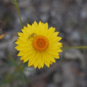 Xerochrysum viscosum at Deakin, ACT - 1 Nov 2019