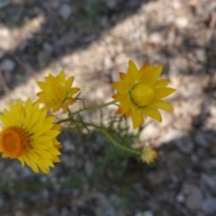 Xerochrysum viscosum at Deakin, ACT - 1 Nov 2019 02:44 PM