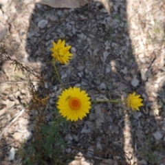 Xerochrysum viscosum at Deakin, ACT - 1 Nov 2019 02:44 PM