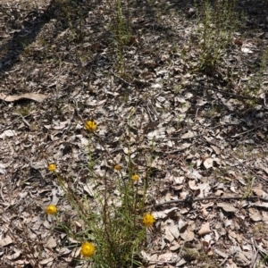 Xerochrysum viscosum at Deakin, ACT - 1 Nov 2019