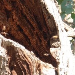 Apis mellifera (European honey bee) at Deakin, ACT - 1 Nov 2019 by JackyF