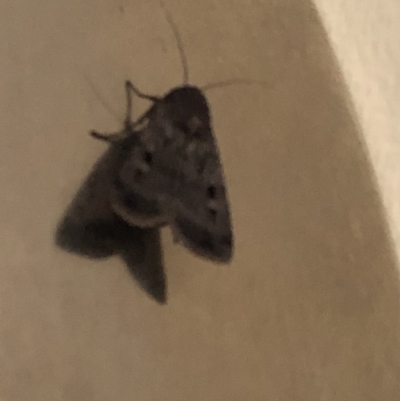 Agrotis infusa (Bogong Moth, Common Cutworm) at Aranda, ACT - 1 Nov 2019 by Jubeyjubes