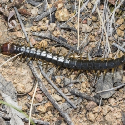 Cormocephalus sp.(genus) (Scolopendrid Centipede) at Dunlop, ACT - 31 Oct 2019 by AlisonMilton