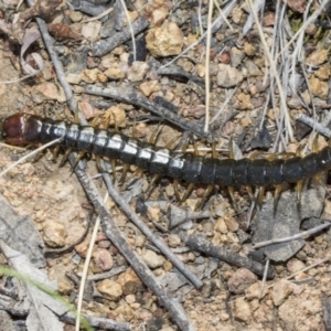 Cormocephalus sp.(genus) at Dunlop, ACT - 31 Oct 2019