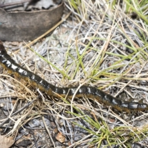 Cormocephalus sp.(genus) at Dunlop, ACT - 31 Oct 2019