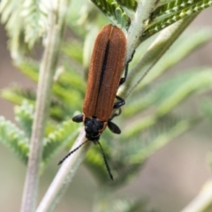 Rhinotia haemoptera at Holt, ACT - 31 Oct 2019 11:17 AM