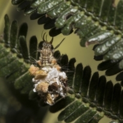 Chrysopidae (family) (Unidentified Green lacewing) at The Pinnacle - 30 Oct 2019 by AlisonMilton