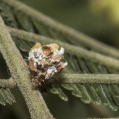 Chrysopidae (family) at Hawker, ACT - 31 Oct 2019 09:21 AM