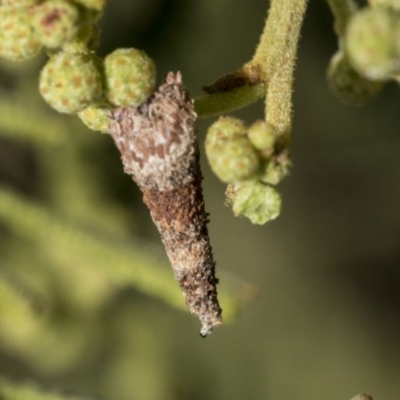 Lepidoscia (genus) IMMATURE (Unidentified Cone Case Moth larva, pupa, or case) at Hawker, ACT - 30 Oct 2019 by AlisonMilton