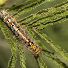 Acyphas semiochrea (Omnivorous Tussock Moth) at Hawker, ACT - 31 Oct 2019 by AlisonMilton