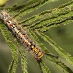 Acyphas semiochrea (Omnivorous Tussock Moth) at The Pinnacle - 30 Oct 2019 by AlisonMilton