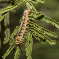 Acyphas semiochrea at Hawker, ACT - 31 Oct 2019 09:01 AM