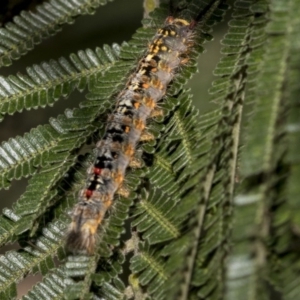 Acyphas semiochrea at Hawker, ACT - 31 Oct 2019 09:01 AM