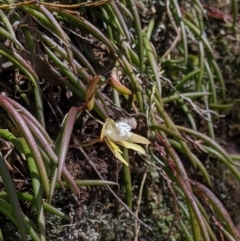 Dockrillia striolata (Streaked Rock Orchid) at Deua National Park (CNM area) - 13 Oct 2019 by MattM