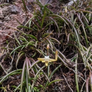 Dockrillia striolata at Wyanbene, NSW - 13 Oct 2019