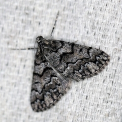 Lipogya exprimataria (Jagged Bark Moth) at O'Connor, ACT - 31 Oct 2019 by ibaird