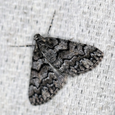 Lipogya exprimataria (Jagged Bark Moth) at O'Connor, ACT - 31 Oct 2019 by ibaird